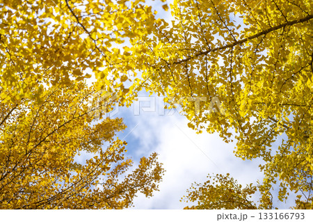 イチョウ 黄葉 紅葉 秋 11月 素材 【神奈川県】 イチョウ 黄葉 紅葉 秋 11月 素材 【神奈川県】 133166793
