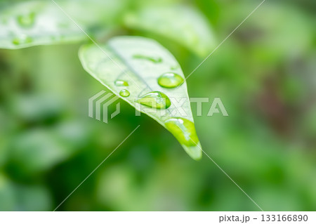 rain water drop on green leaf closeup natural background 133166890