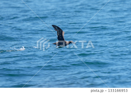 北海道・根室落石沖を飛ぶクロアシアホウドリ（学名 Phoebastria nigripes） 133166953
