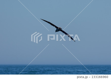 北海道・根室落石沖を飛ぶクロアシアホウドリ（学名 Phoebastria nigripes） 133166960
