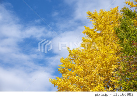 イチョウ 青空 紅葉 秋 11月 素材 【神奈川県】 イチョウ 青空 紅葉 秋 11月 素材 【神奈川県】 133166992