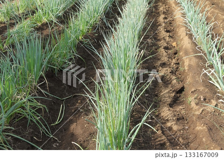 畑のネギ 133167009