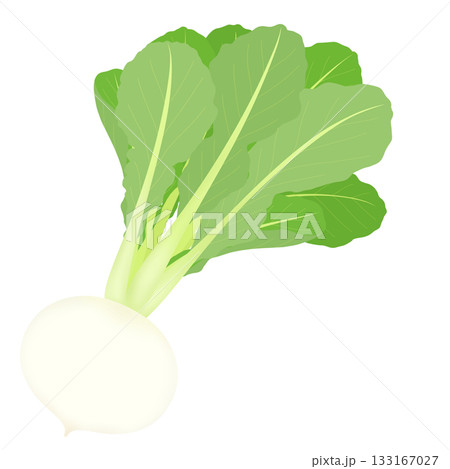 春の七草_スズナのイラスト 133167027