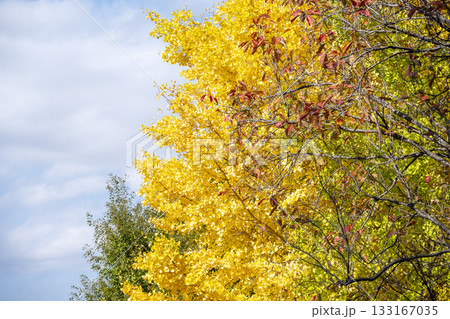 イチョウ 青空 紅葉 秋 11月 素材 【神奈川県】 イチョウ 青空 紅葉 秋 11月 素材 【神奈川県】 133167035