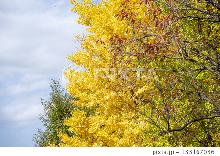 イチョウ 青空 紅葉 秋 11月 素材 【神奈川県】 133167036