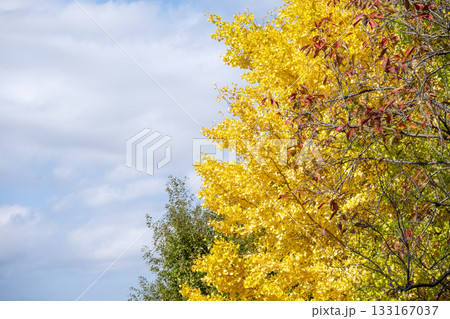 イチョウ 青空 紅葉 秋 11月 素材 【神奈川県】 イチョウ 青空 紅葉 秋 11月 素材 【神奈川県】 133167037