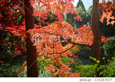 後宇田天皇陵前の紅葉 後宇田天皇陵前の紅葉 133167077