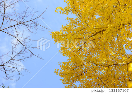 イチョウ 青空 紅葉 秋 11月 素材 【神奈川県】 イチョウ 青空 紅葉 秋 11月 素材 【神奈川県】 133167107