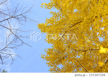 イチョウ 青空 紅葉 秋 11月 素材 【神奈川県】 イチョウ 青空 紅葉 秋 11月 素材 【神奈川県】 133167108