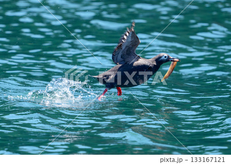 北海道・根室落石沖で魚をくわえるケイマフリ（学名 Cepphus carbo） 133167121