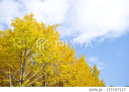 イチョウ 青空 紅葉 秋 11月 素材 【神奈川県】 イチョウ 青空 紅葉 秋 11月 素材 【神奈川県】 133167127