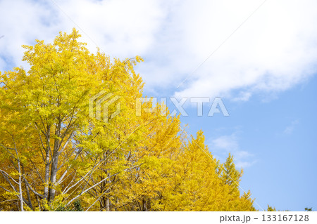 イチョウ 青空 紅葉 秋 11月 素材 【神奈川県】 イチョウ 青空 紅葉 秋 11月 素材 【神奈川県】 133167128