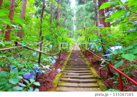 満開のアジサイ 紫陽花 あじさい 出塩文殊堂 山形市 満開のアジサイ 紫陽花 あじさい 出塩文殊堂 山形市 133167165