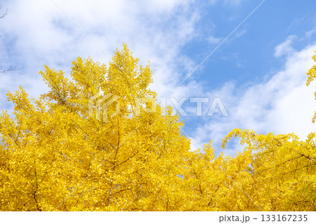 イチョウ 青空 紅葉 秋 11月 素材 【神奈川県】 イチョウ 青空 紅葉 秋 11月 素材 【神奈川県】 133167235