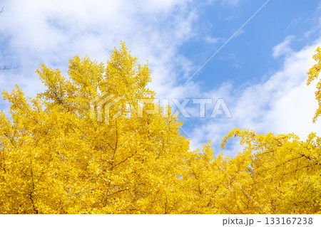 イチョウ 青空 紅葉 秋 11月 素材 【神奈川県】 133167238