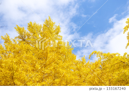イチョウ 青空 紅葉 秋 11月 素材 【神奈川県】 イチョウ 青空 紅葉 秋 11月 素材 【神奈川県】 133167240