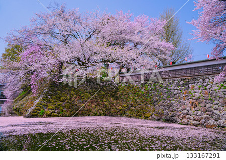 【諏訪高島城】お堀の桜と花筏【諏訪市】 133167291