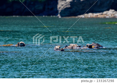 北海道・根室落石沖で観察された野生のラッコ(学名 Enhydra lutris) 北海道・根室落石沖で観察された野生のラッコ(学名 Enhydra lutris) 133167298