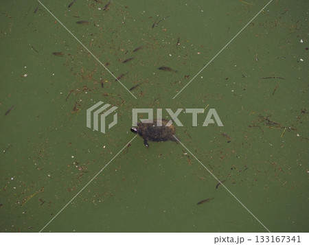 池に浮かぶ亀 133167341