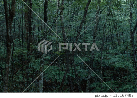 きららの森 段戸 きららの森 段戸 133167498