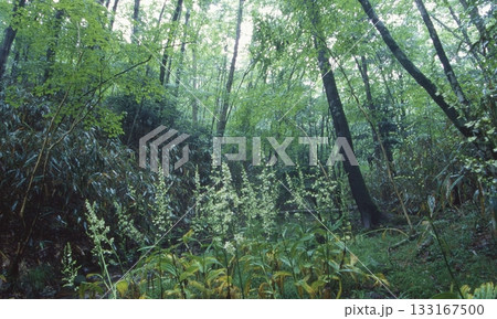 きららの森　段戸 133167500