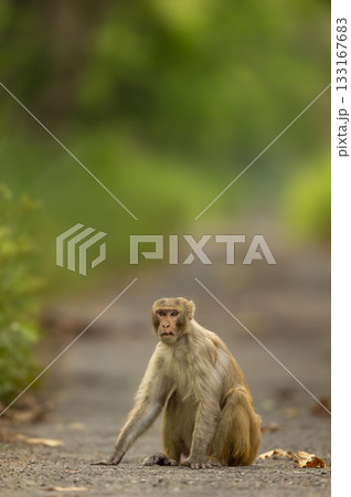 Rhesus macaque or Macaca monkey closeup or portrait blocking forest road or track at chuka ecotourism safari at pilibhit national park terai forest tiger reserve uttar pradesh india asia 133167683