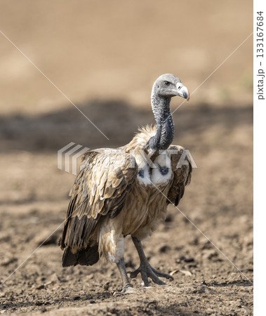 Indian vulture or long billed vulture or Gyps indicus extreme closeup or portrait during wild safari at Ranthambore national park forest tiger reserve rajasthan india Indian vulture or long billed vulture or Gyps indicus extreme closeup or portrait during wild safari at Ranthambore national park forest tiger reserve rajasthan india 133167684