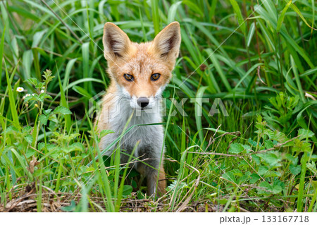 北海道の草むらにいるキタキツネ（学名 Vulpes vulpes schrencki） 133167718