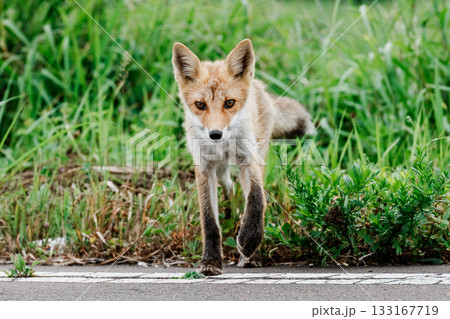 北海道の草むらにいるキタキツネ（学名 Vulpes vulpes schrencki） 133167719