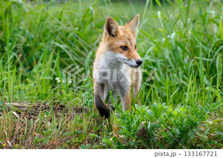 北海道の草むらにいるキタキツネ（学名 Vulpes vulpes schrencki） 133167721