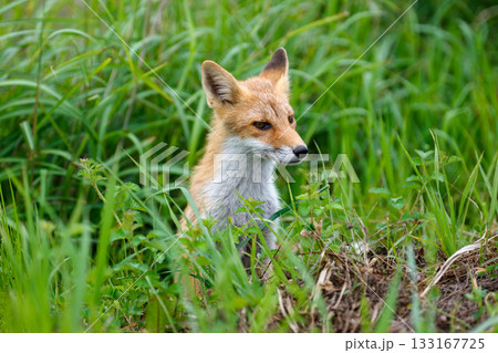 北海道の草むらにいるキタキツネ（学名 Vulpes vulpes schrencki） 133167725