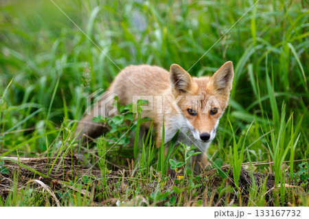 北海道の草むらにいるキタキツネ（学名 Vulpes vulpes schrencki） 133167732