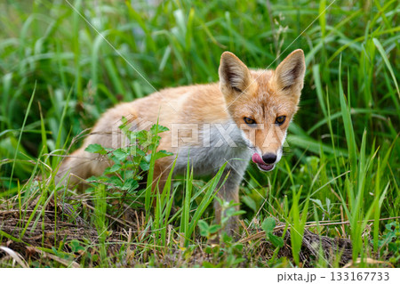 北海道の草むらにいるキタキツネ（学名 Vulpes vulpes schrencki） 133167733