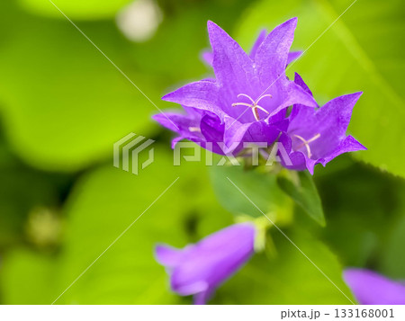 初夏の彩り～紫色の時間～ 133168001