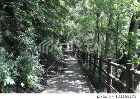 六甲山の大師道 六甲山の大師道 133168179