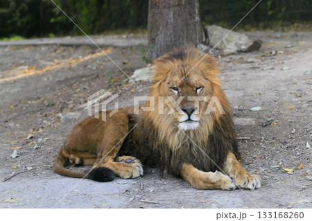 ライオン 133168260