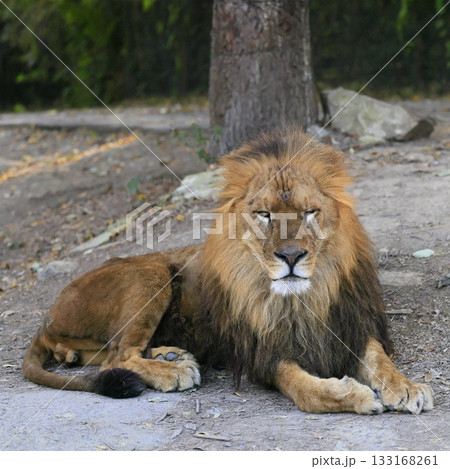 ライオン 133168261