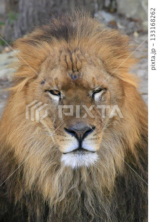 ライオン ライオン 133168262