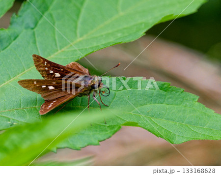 葉の上で止まるイチモンジセセリ 133168628
