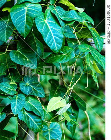 キョウチクトウ科ガガイモの葉 133168630
