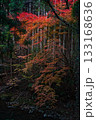 紅葉 紅葉 133168636