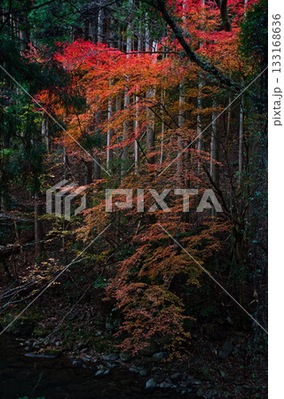 紅葉 133168636