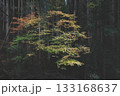 紅葉 紅葉 133168637