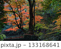 紅葉 紅葉 133168641