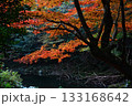 紅葉 紅葉 133168642