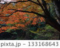 紅葉 紅葉 133168643