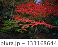 紅葉 紅葉 133168644
