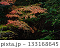 紅葉 紅葉 133168645