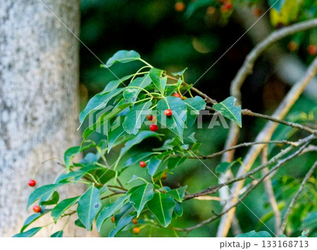 ソヨゴの赤い実 133168713