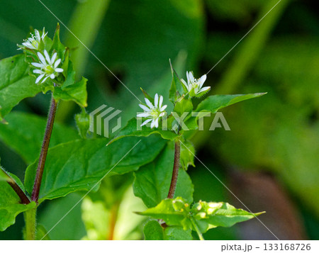 ウシハコベ群生 春を待つ草花 ウシハコベ群生 春を待つ草花 133168726